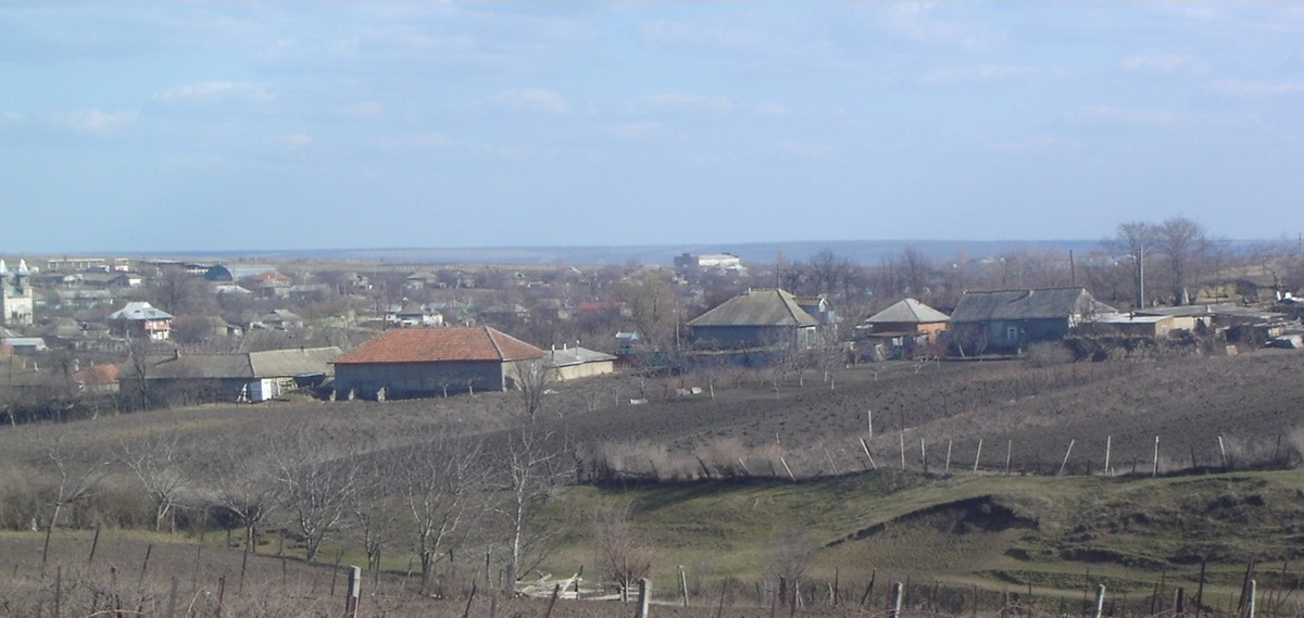 Coselia